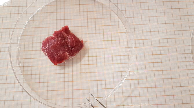 Um Stammzellen zur Fleischzucht im Labor zu erhalten, reicht ein kleines Stückchen natürliches Fleisch aus.   FOTOS: KÜSTER