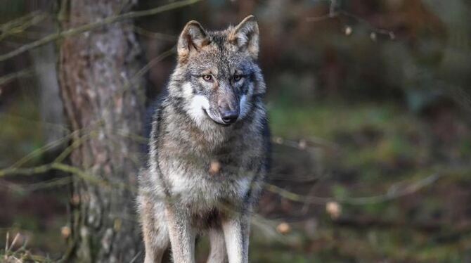 Ein Wolf steht in seinem Gehege Ein Wolf steht in seinem Gehege
