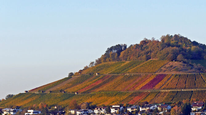 Der Metzinger Weinberg an einem sonnigen Herbsttag. Der Jahrgang 2019 verspricht ein toller zu werden. Das kündigte Genossenscha
