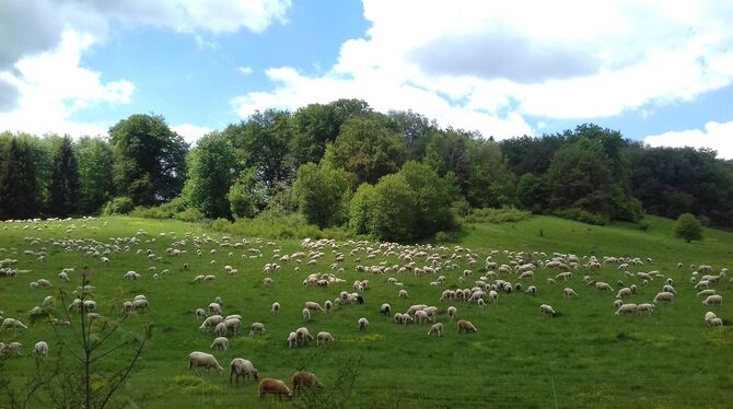 Das Schaf ist die Nummer eins im Biosphärengebiet: Hier wird fast drei Mal so viel Lammfleisch produziert wie verzehrt. Außerdem