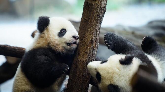 Panda-Zwillinge
