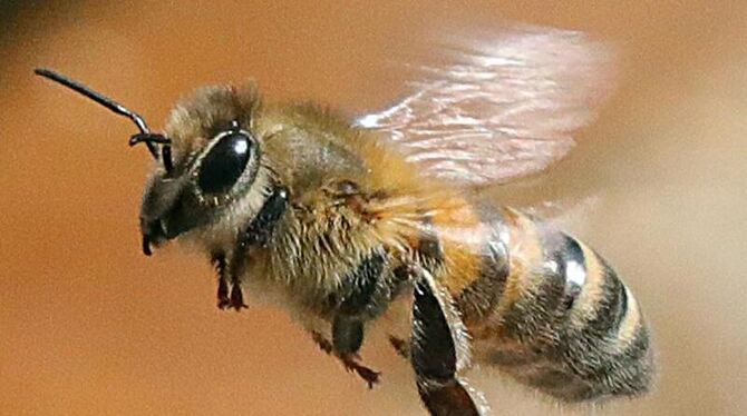 Eine Honigbiene fliegt eine Blüte an