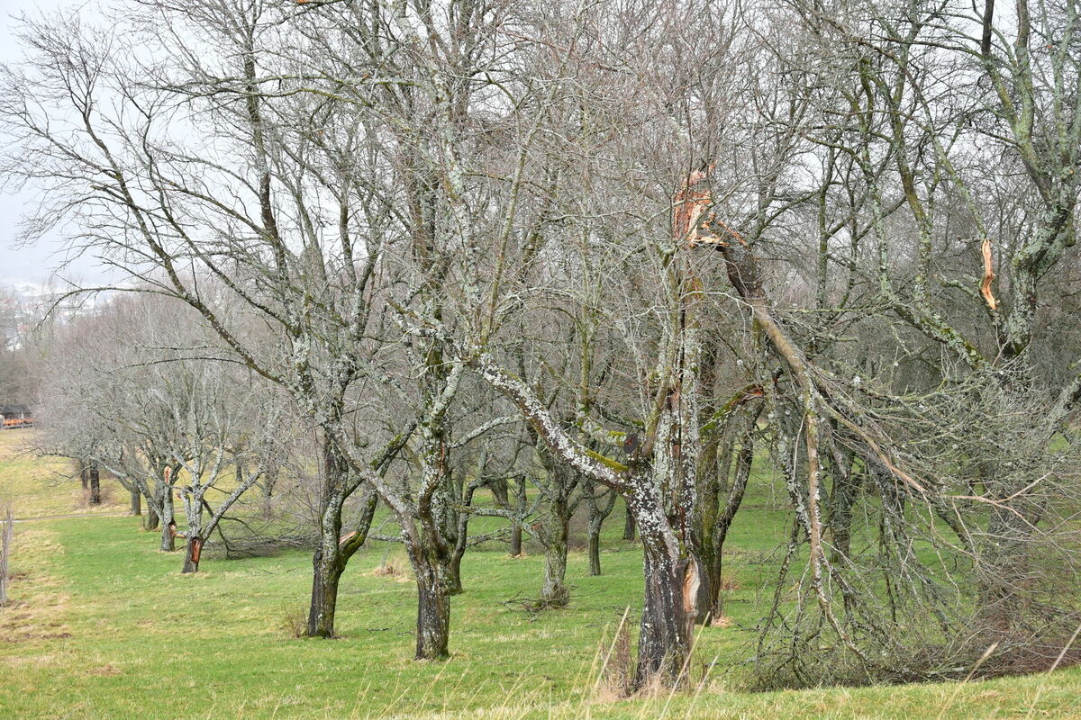 Mössinger Streubostwiese Zwetschgenbäume brechen FOTO MEYER