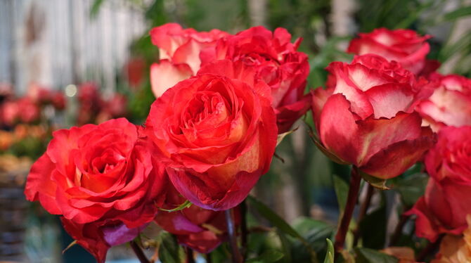 Rote Rosen. Rote Rosen.