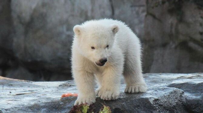 Eisbären-Jungtier im Wiener Zoo erstmals im Außengehege