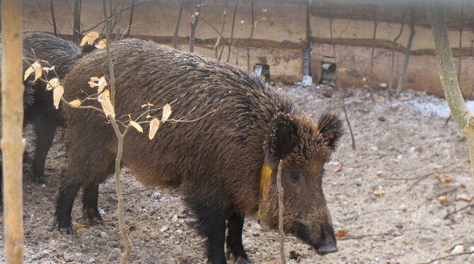 Ein mit einem Sender versehenes Wildschwein im Saufang am Föhrenberg bei Rietheim.  FOTO: WILDFORSCHUNGSSTELLE AULENDORF