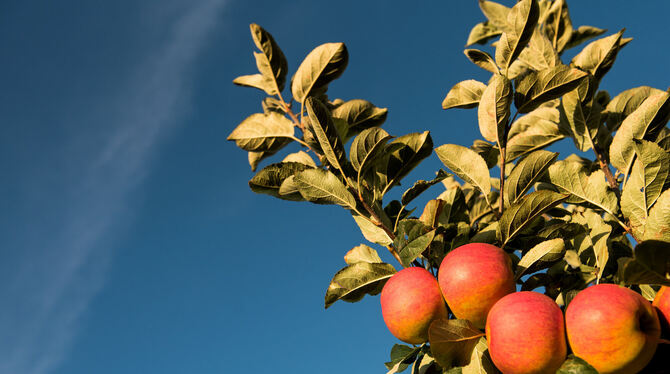 Reife Äpfel hängen an einem Baum. FOTO: DPA