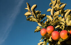 Reife Äpfel hängen an einem Baum. FOTO: DPA