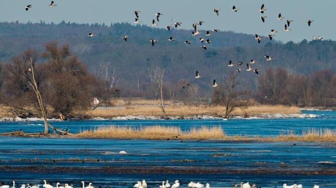 Singschwäne und andere Wasservögel auf den Oderwiesen im Nationalpark Unteres Odertal. Foto: Patrick Pleul