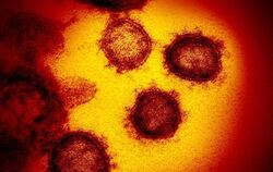 Coronavirus