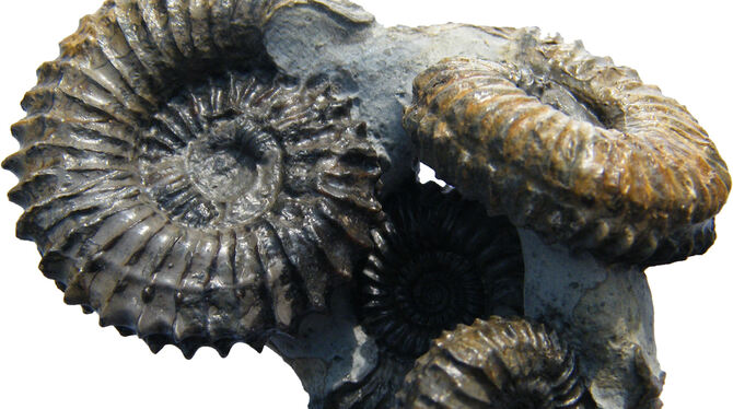 Ein Fossilien-Fundstück                aus Talheim aus der Sammlung            von Elmar Scherer.        FOTO: PR    