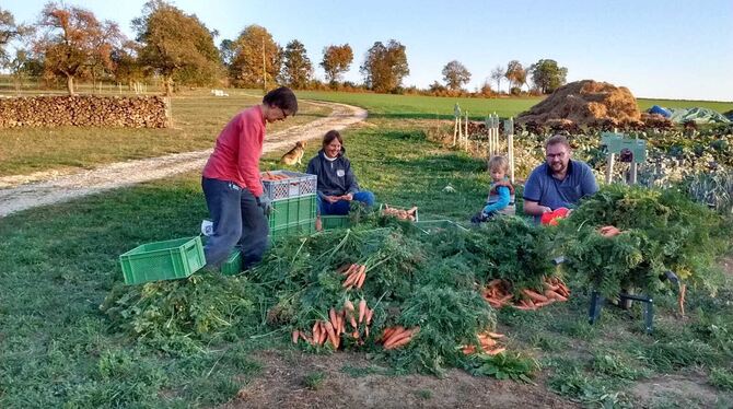 Die Mitglieder der Solidarischen Landwirtschaft bauen in Strohweiler gemeinschaftlich rund 60 verschiedene Sorten Gemüse an. Mi