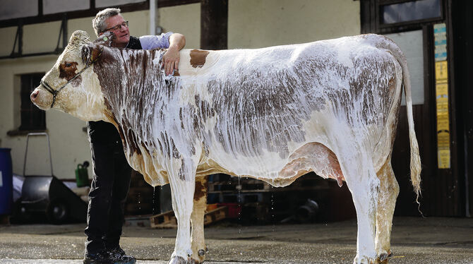 Wasser spielt in der neuen Alblust eine wichtige Rolle: Komplettwäsche einer Kuh als Vorbereitung auf den Fleckviehtag. FOTO: WA