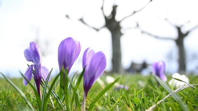 Aufgeblühte Krokusse