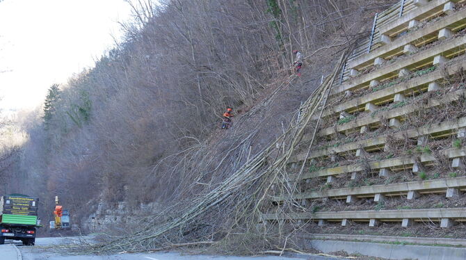 Holzfällarbeiten an der B465 zwischen Bad Urach und Münsingen habenbegonnen. FOTOS: FINK Holzfällarbeiten an der B465 zwischen Bad Urach und Münsingen habenbegonnen. FOTOS: FINK