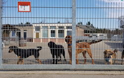 40 Hunde aller Rassen, Farben und Größen werden derzeit im Tierheim beherbergt. Außerdem 25 Katzen und 80 Kleintiere. FOTOS: KÜS