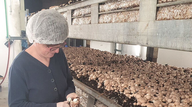 Margret Geiselhart bei der Ernte in der Pilzzucht in Ehestetten. FOTOS: PRIVAT Margret Geiselhart bei der Ernte in der Pilzzucht in Ehestetten. FOTOS: PRIVAT