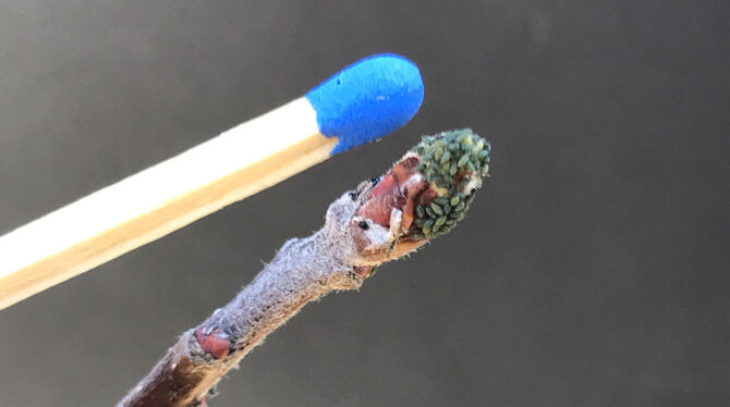 Nicht nur klein und gefrässig: Blattläuse – hier auf einer Apfelknospe – könnnen auch virale Krankheiten übertragen.  FOTO: LRA