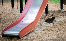 Ein Fuchs hat es sich auf einem Spielplatz unter einer Rutsche gemütlich gemacht. Kulturfolger wie der Fuchs verlieren mancheror