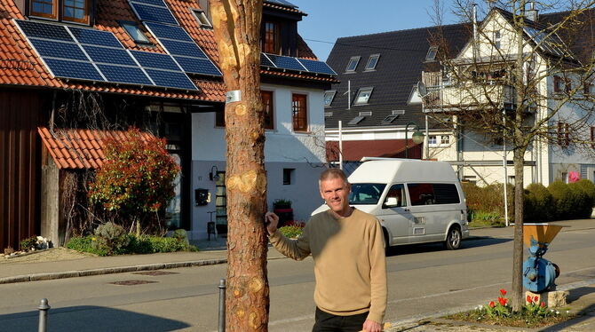 Die Skulptur und ihr Schöpfer: Christian Fink hat den Gemeinde-Tannenbaum in ein Kunstwerk verwandelt.  FOTO: NIETHAMMER