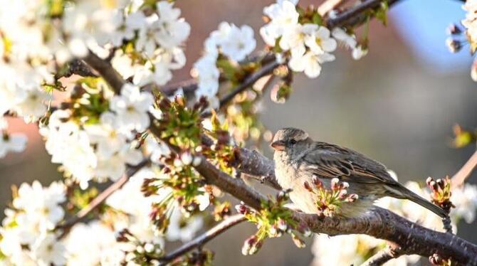 Blühender Baum am Bodensee