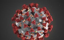 Eine Mikroskopaufnahme zeigt das Coronavirus