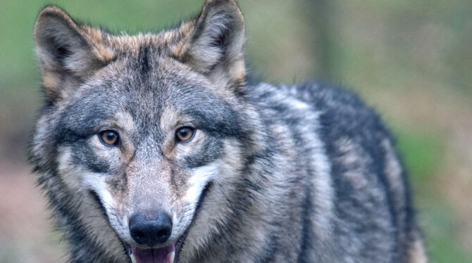 Ein Wolf wie dieser, der in einem Wildpark in Hessen lebt, soll sich am Gomaringer Waldrand aufgehalten haben.  FOTO: DPA