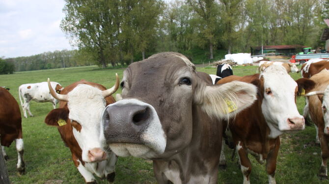 Freilauf gehört zu den Haltungsbedingungen, die Kühe glücklich machen.  FOTO: PRIVAT