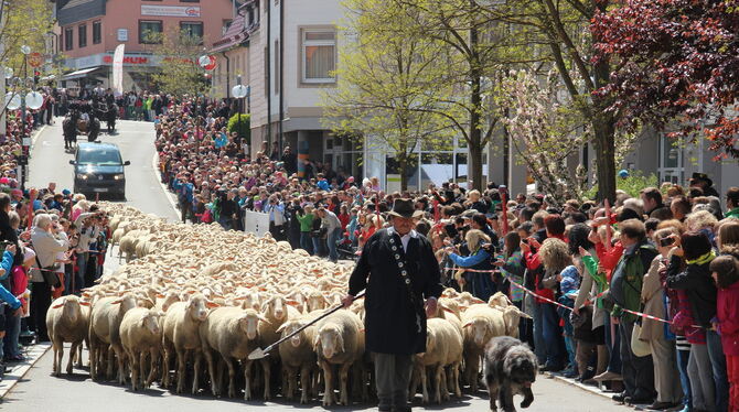 Wenn Gerhard Stotz seine Herde durch die Stadt führt, ist ihm ein großes Publikum gewiss. Der Schafauftrieb ist eins der zentral