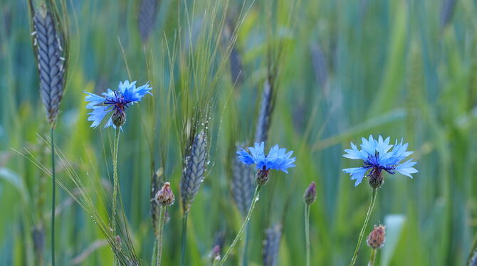 Die genetische Vielfalt im Feld: Der seltene Weizen-Ahn Emmer mit mittlerweile ebenso seltenen prächtig blauen Kornblumen.  FOTO
