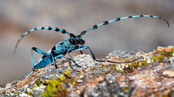 Eine seltene Schönheit, die auch am Albtrauf bei Mössingen heimisch ist: der Alpenbock. Da er seine Eier auch auf Brennholz able