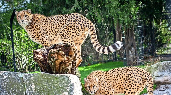 Zawadi ist einer der beiden Geparden-Brüder, die künftig in der Wilhelma für Nachwuchs sorgen sollen. Die Gepardendame wird ins