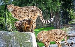 Zawadi ist einer der beiden Geparden-Brüder, die künftig in der Wilhelma für Nachwuchs sorgen sollen. Die Gepardendame wird ins 