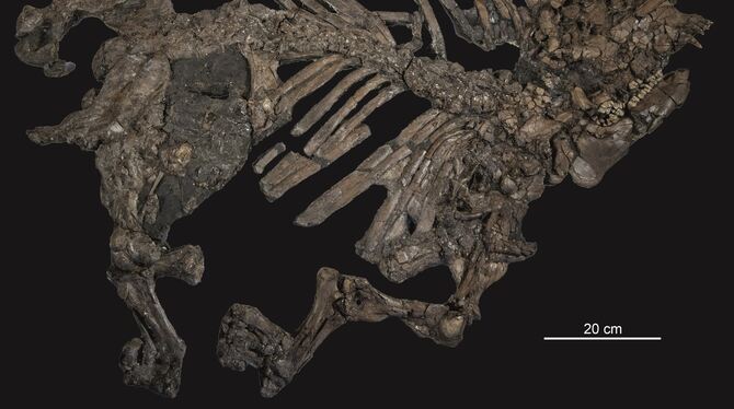 Außergewöhnlich gut erhaltene Skelette des frühen Tapirs Lophiodon (oben) und des Urpferdchens Propalaeotherium (unten) aus dem