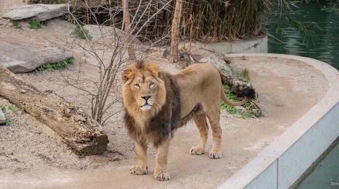 Sehr genau beobachtet der Löwe in der leeren Wilhelma jeden Passanten. Foto: Wilhelma Stuttgart