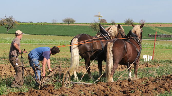 Pflügen beim Fuhrmannstag. FOTO: KLEIN