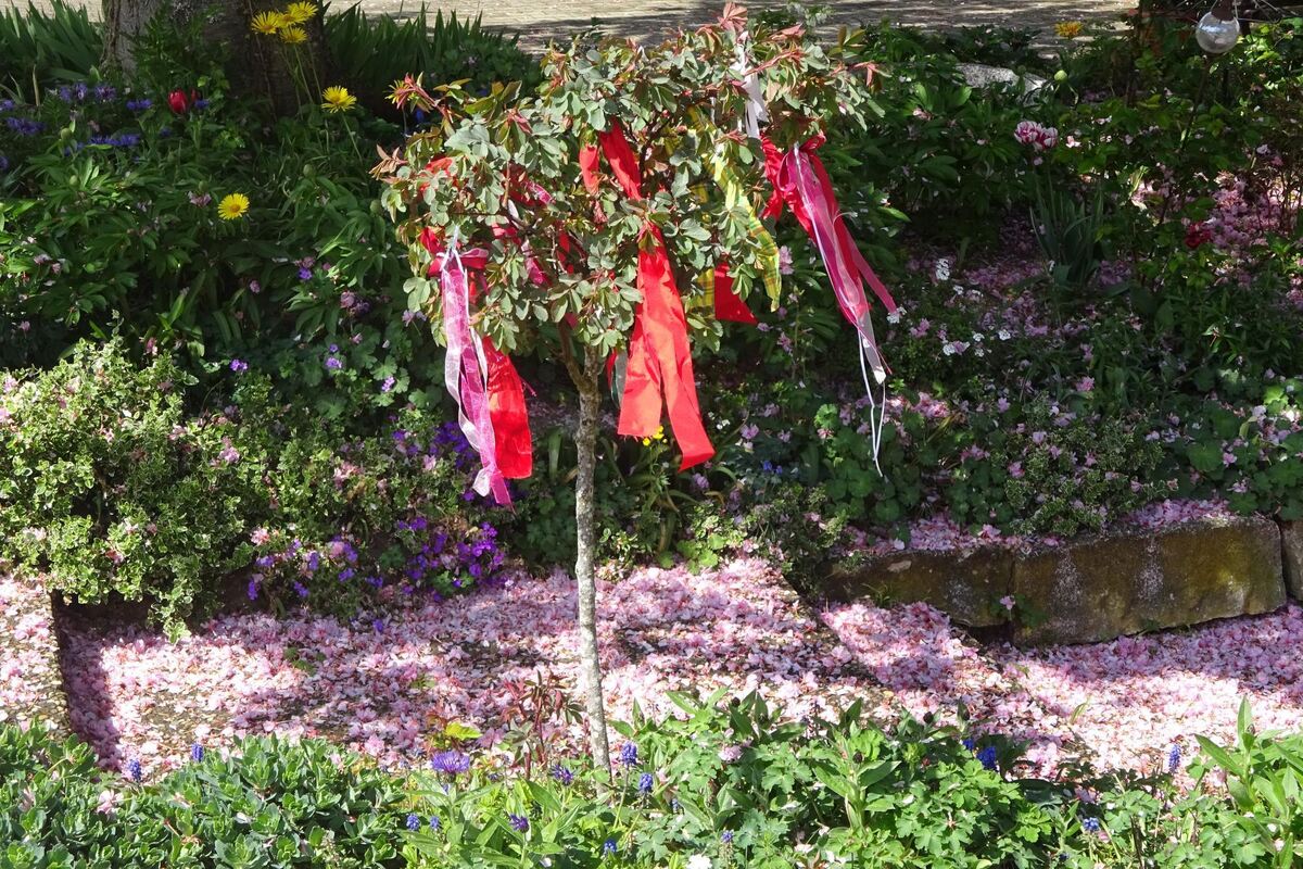 maibaumaktion_bleichstetten_2020_6