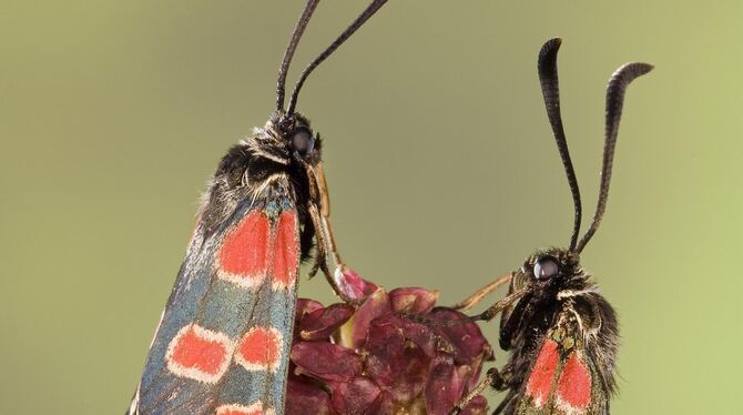 Mit der Sonderausstellung "Hochstapler, Schnüffler, Trunkenbolde und andere verrückte Schmetterlinge – Fotografien von Ingo Arnd