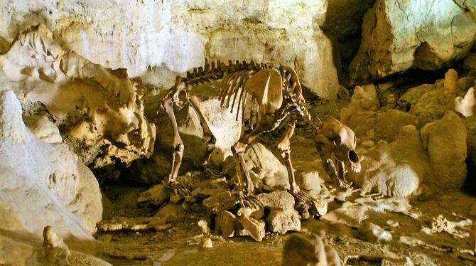 Die Bärenhöhle ist am 14. Mai 1950 eröffnet worden. Skelette und Knochen von Höhlenbären haben ihr ihren Namen gegeben. FOTOS: L