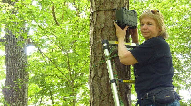 Ingrid Kaipf bringt im Wald ein Aufnahmegerät für Fledermäuse an. FOTO: WEBER