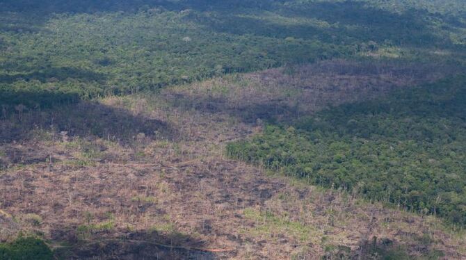 Abholzung in Amazonien