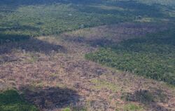 Abholzung in Amazonien