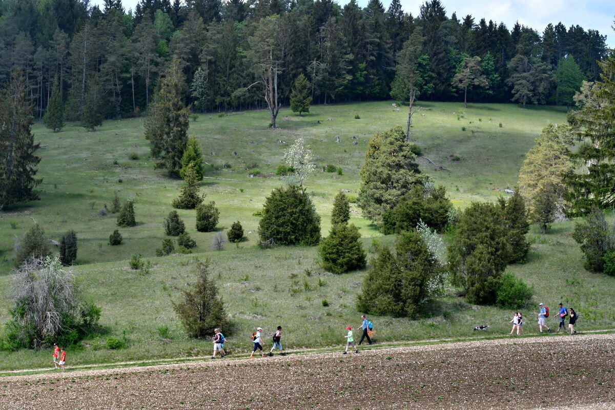 Vatertagwanderung durch die Wacholderheide bei Hayingen FOTO MEYER