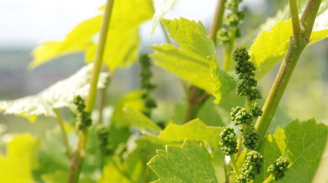 Werdende Trauben im Metzinger Weinberg.   FOTO: PFISTERER