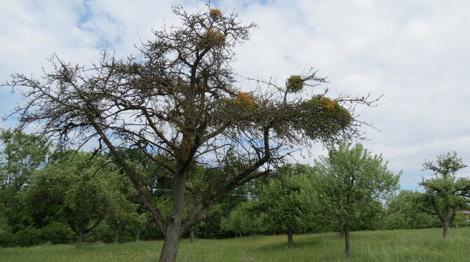 Innerhalb von rund fünf Jahren hat der Baum sein grünes Leben ausgehaucht. FOTOS: EPPLE