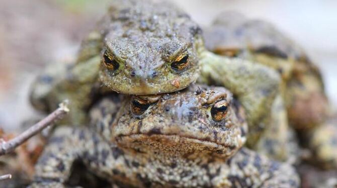 Ein Erdkrötenpaar krabbelt über den Boden am Rand eines Tümpels