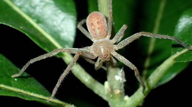 Spinnen Greta Thunberg benannt Spinnen Greta Thunberg benannt