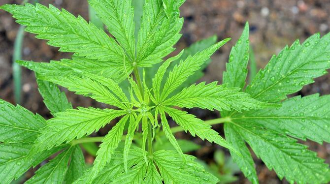 Warum Cannabis-Pflanzen vor dem Reutlinger Polizei-Revier wachsen