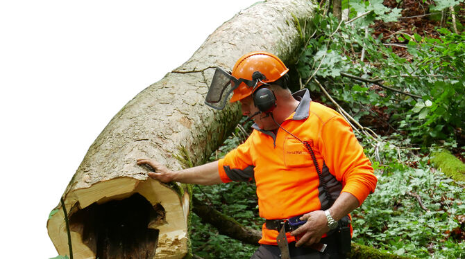 Selbst ein erfahrener Forstwirt wie Detlef Wölk ist von diesem Baum beeindruckt. Abgesehen von einem handtellergroßen, versteckt