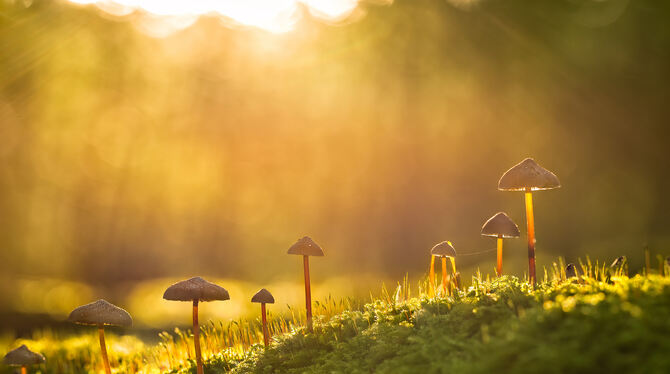 »Heimlinge im Eisenbachhain« heißt das Bild von Erich Tomschi, das seine Sicht auf den Schönbuch in der neuen Sonderausstellung